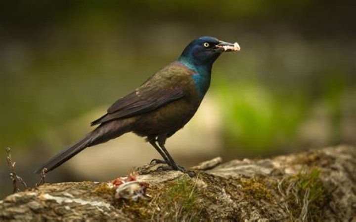 Who is Grackle Dating Now?